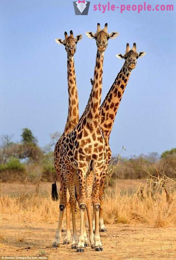 Zambija, trigalvis žirafa nukentėjo kulka