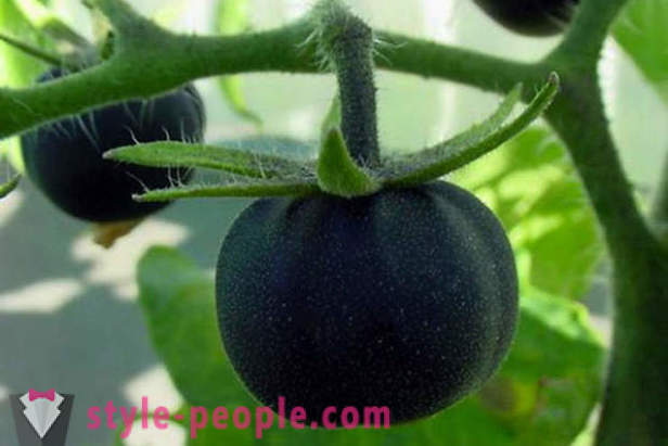Neįprastos klasės juodi pomidorai
