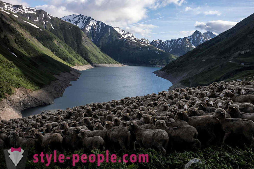 Iš Alpėse piemens gyvenimas