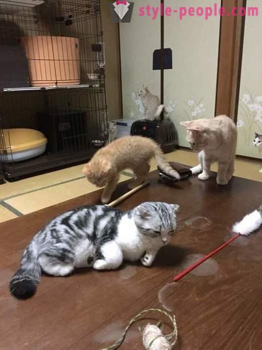 Japonijos viešbutis, kur galite imtis katė nuoma