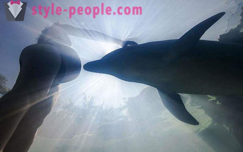 Nuostabi apie delfinus
