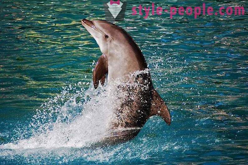 Nuostabi apie delfinus