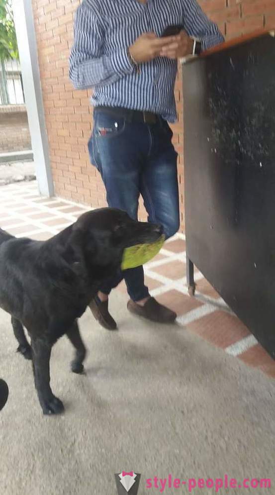 Šuo išmoko pirkti maisto savo valiutą