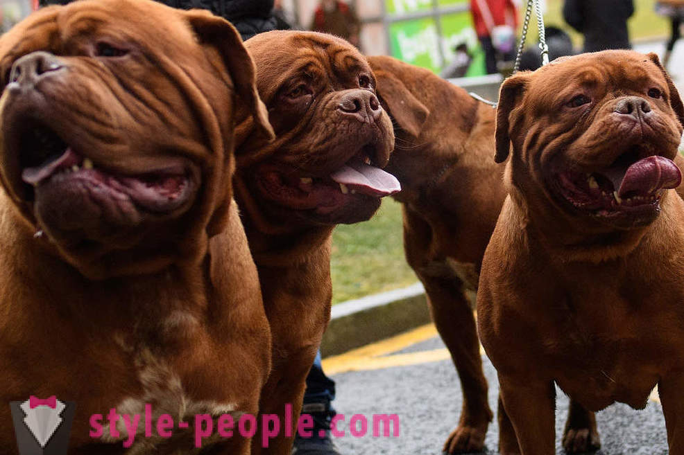 Crufts šunų paroda 2018: kaip buvo didžiausia Europos šunų paroda