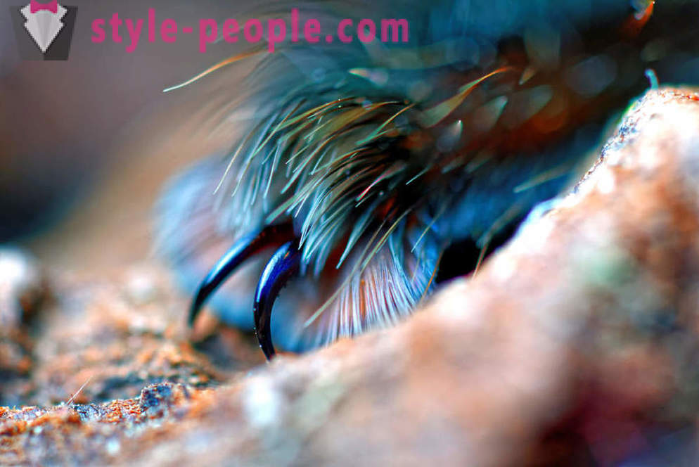 Closeup iš voratinklinių kojų
