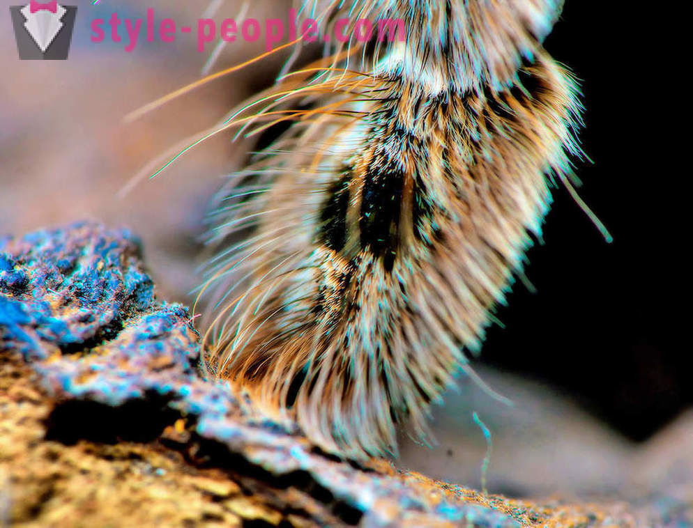 Closeup iš voratinklinių kojų