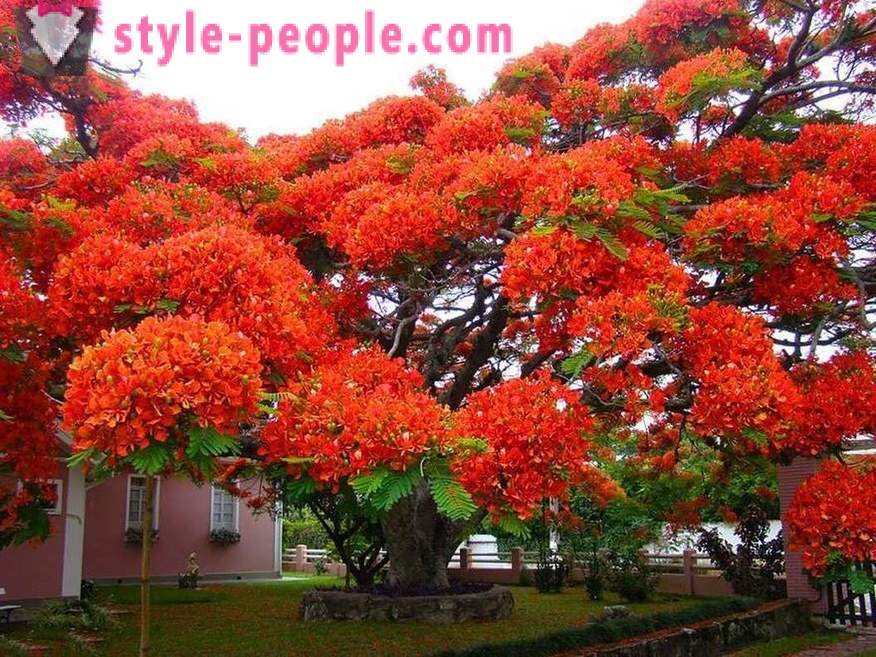 Nuostabi grožio medžių iš viso pasaulio