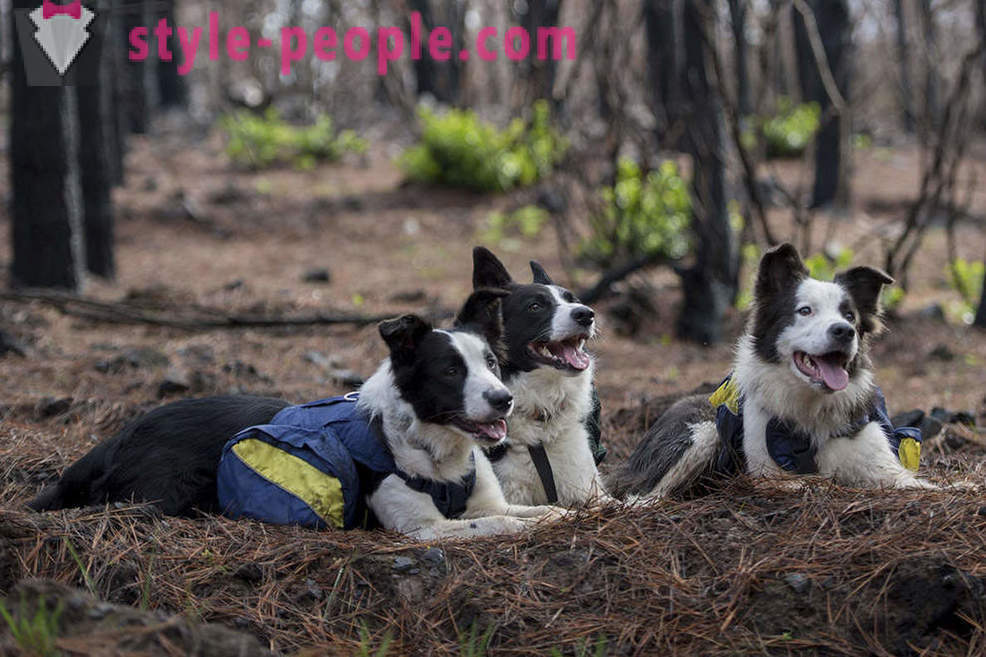 Šunys padeda atkurti Čilės miškus