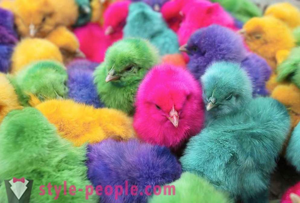 Kaip spalvotųjų viščiukų produkcijos