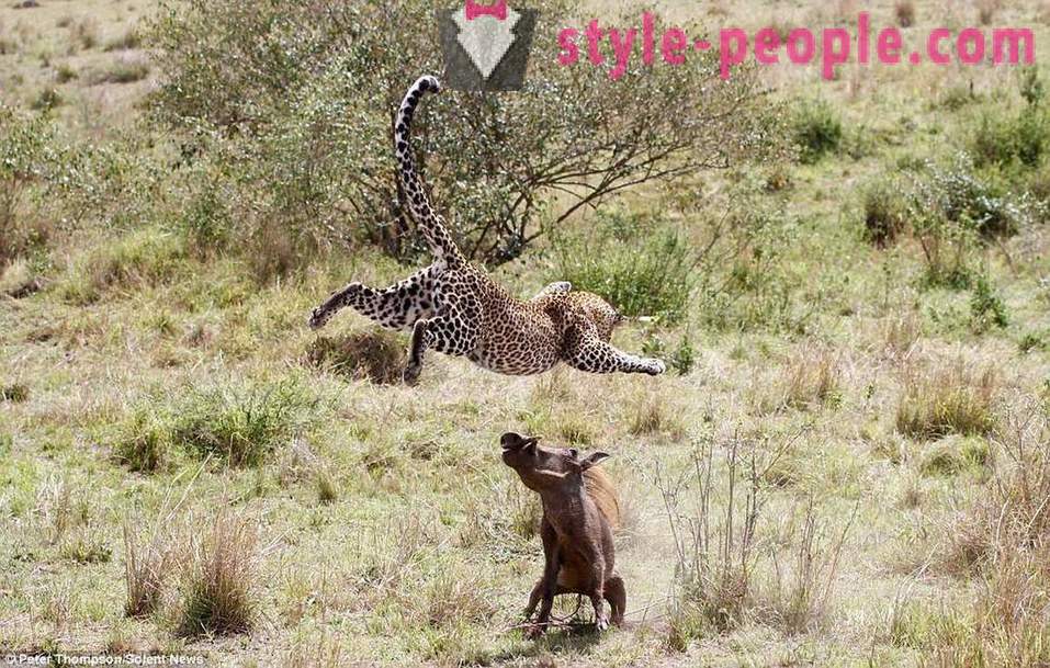 Medžioklė virtuozai: Skraidymas leopardas