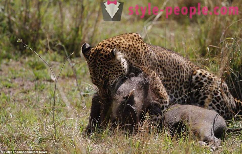 Medžioklė virtuozai: Skraidymas leopardas