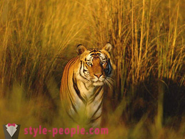 10 nuostabios gyvūnai Rainforest