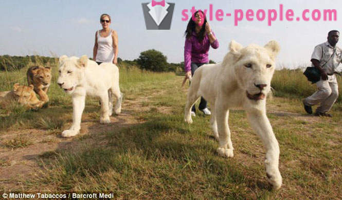 Vaikščioti baltųjų liūtų įmonės