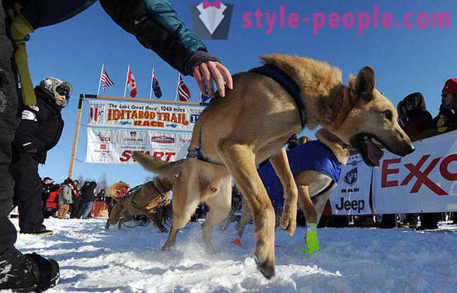 Šunų kinkinių lenktynės 2012 Iditarod