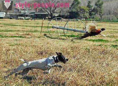 Medžioklės fazanams su haskio (foto)