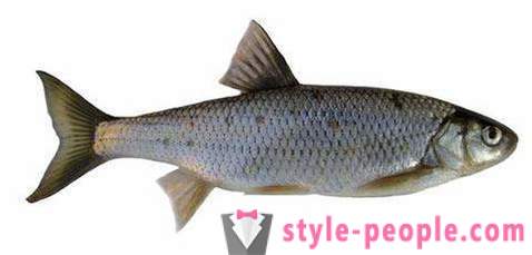 Elec (žuvis): aprašymas ir nuotraukos. Žiemos žvejyba Dace