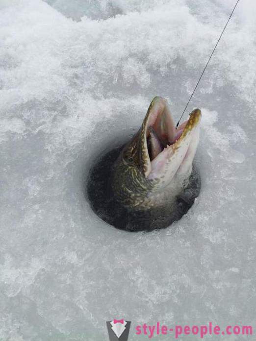 Lydekų žvejyba zherlitsy žiemą. Lydekų žvejyba žiemos velkamosiomis