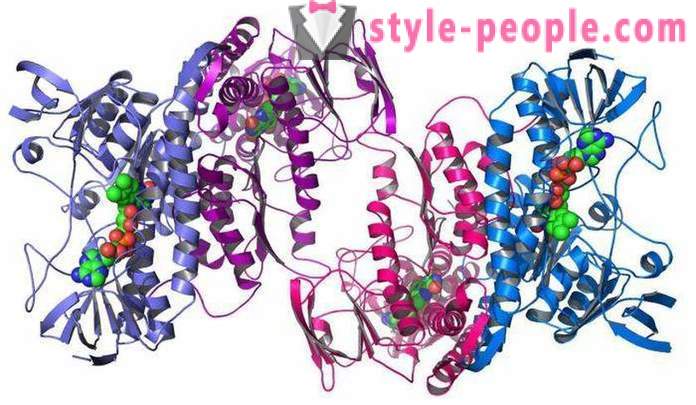 Baltymai - Baltymai yra ... už raumenų masės rinkinys: atsiliepimai